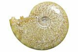 Polished Ammonite (Cleoniceras) Fossil - Madagascar #352360-1